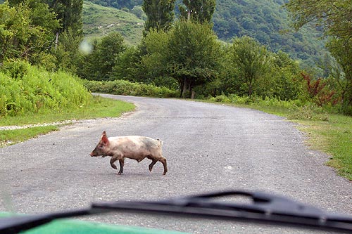 На машине в Абхазию